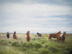 SB1427 - Free Spirit Horses - 16x12