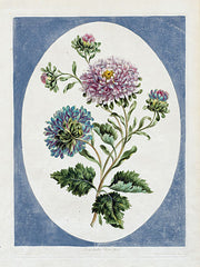 SDS1645 - Double China Aster - 12x16