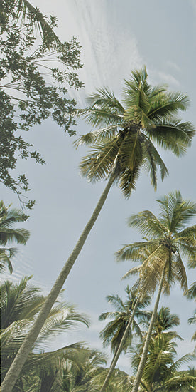 Catch A Star Fine Art STAR141 - STAR141 - Magens Bay Palms I  (Triptych I) - 9x18 rock formations, beach boulders, ocean water, tropical coastline, dramatic landscape, crystal tide, natural pools from Penny Lane