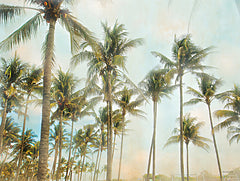 STAR160 - Sunrise Palms - 16x12