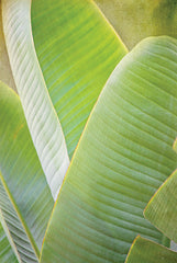 STAR162 - Banana Leaf I - 12x18