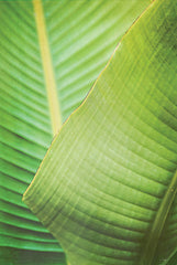 STAR163 - Banana Leaf II - 12x18