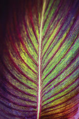 STAR167 - Tropical Leaf II - 12x18