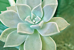 STAR171 - Pointy Perfection - 18x12