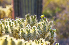 STAR176 - Prickly Perspective - 18x12