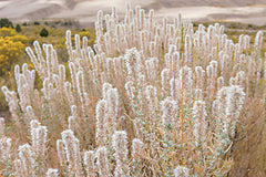 STAR185 - Desert Wildflowers - 18x12