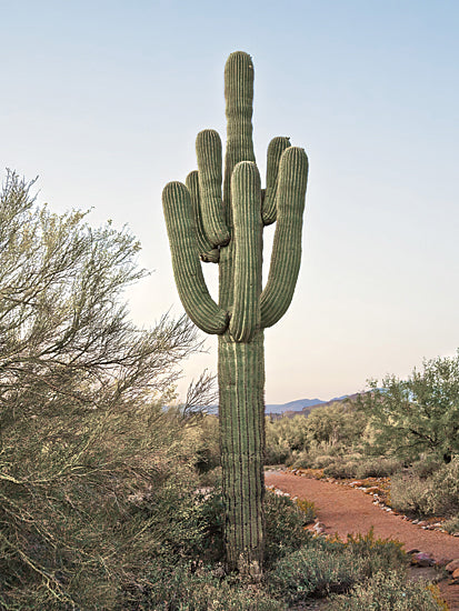 Catch A Star Fine Art STAR262 - STAR262 - Sonoran Saguaro I - 12x16 saguaro cactus, desert cactus, tall cactus, Sonoran desert landscape, arid desert plants, desert trail path, southwest scenery, Arizona desert, green cactus ribs, nature photography from Penny Lane