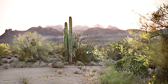 Catch A Star Fine Art STAR264 - STAR264 - Sonoran Serenade - 18x12 desert sunset landscape, saguaro cactus silhouette, Arizona mountains, golden hour desert, southwest wilderness, desert vegetation from Penny Lane