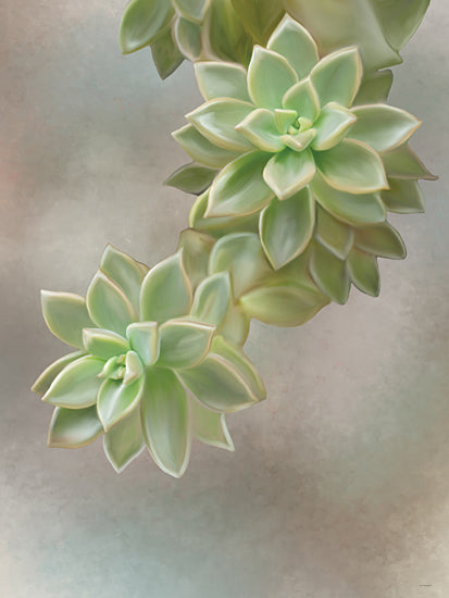 Catch A Star Fine Art STAR330 - STAR330 - Flourishing Echeveria II - 12x16 butterfly on flower, macro nature, insect, delicate wings, floral, soft background from Penny Lane