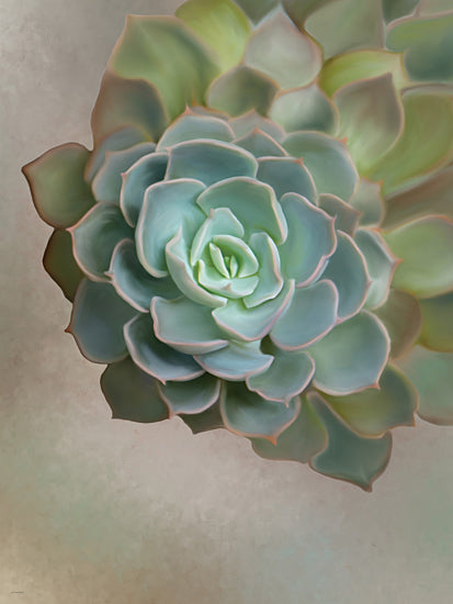 Catch A Star Fine Art STAR331 - STAR331 - Flourishing Echeveria III - 12x16 succulent plant, greenery, botanical, soft tones, modern decor, plant closeup from Penny Lane