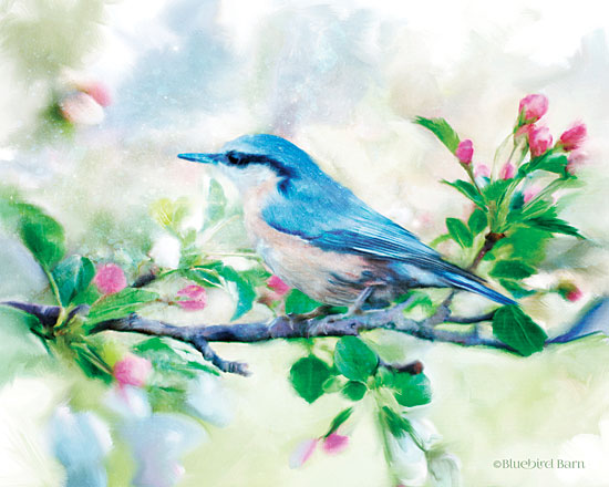 Bluebird Barn BLUE174 - Spring Blue Bird on a Bough - 16x12 Blue Bird, Birds, Flowering Tree, Botanical, Springtime from Penny Lane
