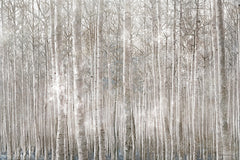 BLUE456 - Birch Trees     - 18x12