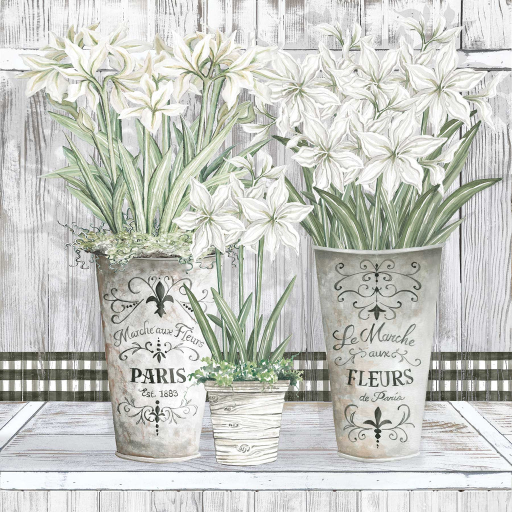 Cindy Jacobs CIN2680 - CIN2680 - Amaryllis Multi Pots - 12x12 Flowers, Amaryllis, Still Life, Bouquet, Vases, French, Shabby Chic, Signs, Black & White Gingham from Penny Lane