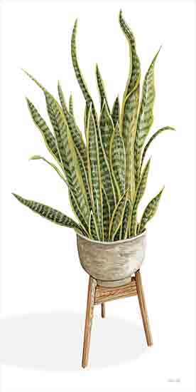 Cindy Jacobs CIN3162 - CIN3162 - Snake Plant - 9x18 Potted Plant, Snake Plant, Green Plant, House Plant, Greenery from Penny Lane