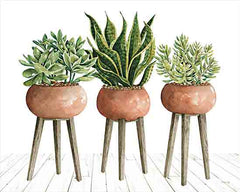 CIN3164 - Clay Pot Trio of Plants - 16x12