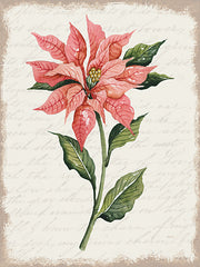 CIN3264 - Poinsettia Botanical II - 12x16