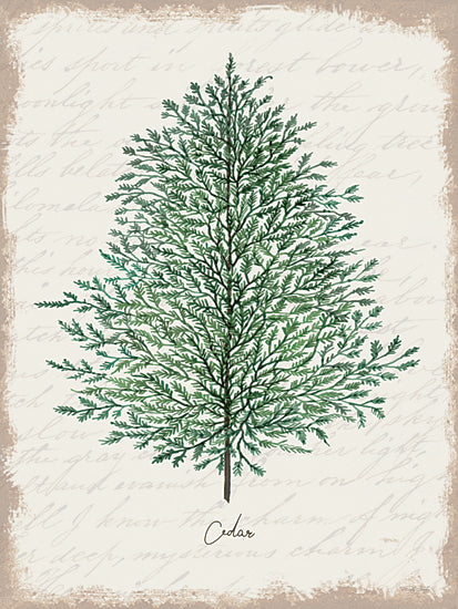 Cindy Jacobs CIN3267 - CIN3267 - Cedar Botanical - 12x16 Christmas Holidays, Tree, Cedar, Christmas Tree, Winter, Typography, Signs, Textual Art, Calligraphy Background from Penny Lane