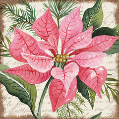 CIN3271 - Pink Poinsettia Botanical - 12x12