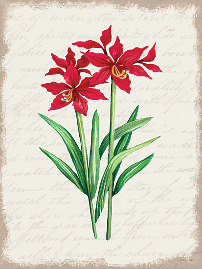 Cindy Jacobs CIN3275 - CIN3275 - Red Amaryllis Botanical I - 12x16 Christmas, Holidays, Flowers, Amaryllis, Red Amaryllis, Botanical, Christmas Flower, Winter, Calligraphy Background from Penny Lane