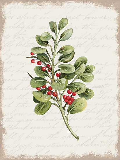 Cindy Jacobs CIN3279 - CIN3279 - Berries Christmas Botanical - 12x16 Mistletoe, Berries, Greenery, Christmas, Holidays, Nature from Penny Lane