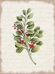 CIN3279 - Berries Christmas Botanical - 12x16