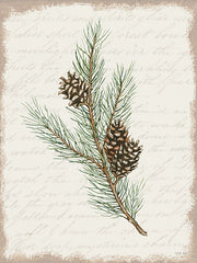CIN3282 - Pine Cone Botanical II - 12x16