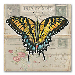 CIN3731PAL - Postcard Butterfly II - 12x12