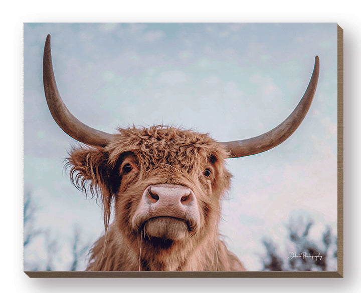 Dakota Diener DAK102FW - DAK102FW - Highland Selfie - 20x16 Cow, Highland Cow, Photography, Portrait, Farm Animal from Penny Lane