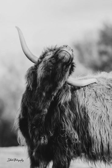 Dakota Diener DAK120 - DAK120 - The Itchy Cow I - 12x18 Photography, Cow, Highland Cow, Black & White from Penny Lane