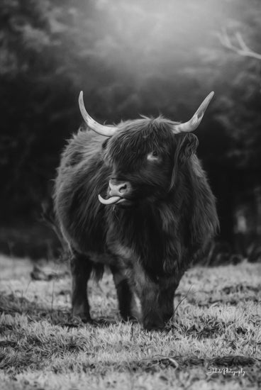 Dakota Diener DAK121 - DAK121 - Silly Cow I - 12x18 Photography, Cow, Highland Cow, Black & White, Silly Cow, Tongue Sticking Out from Penny Lane