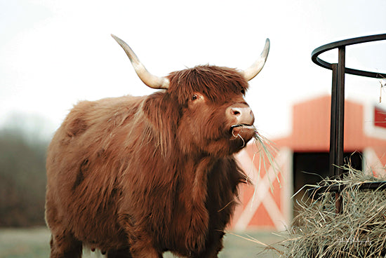 Dakota Diener DAK126 - DAK126 - Hungry Cow II - 18x12 Cow, Highland Cow, Photography, Farm, Portrait, Hay from Penny Lane