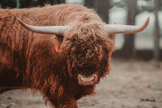 Dakota Diener DAK135 - DAK135 - The Bull Look - 18x12 Cow, Highland Cow, Bull, Photography, Farm, Portrait from Penny Lane