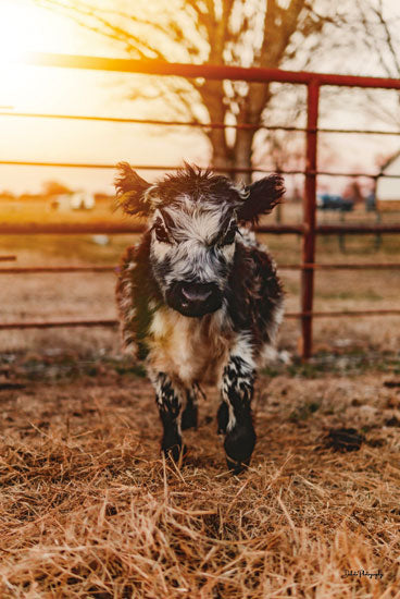 Dakota Diener DAK138 - DAK138 - First Morning - 12x18 Cow, Farm Animal, Farm, Photography, Morning, Sun, Calf, Fence from Penny Lane