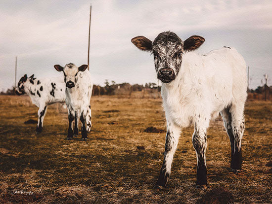 Dakota Diener DAK144 - DAK144 - Three Calves - 16x12 Cows, Calves, White Calves, Photography, Landscape, Farm Animals from Penny Lane