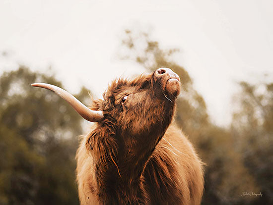 Dakota Diener DAK146 - DAK146 - Keep Your Head Up  - 12x12 Cow, Photography, Brown Cow, Portrait from Penny Lane