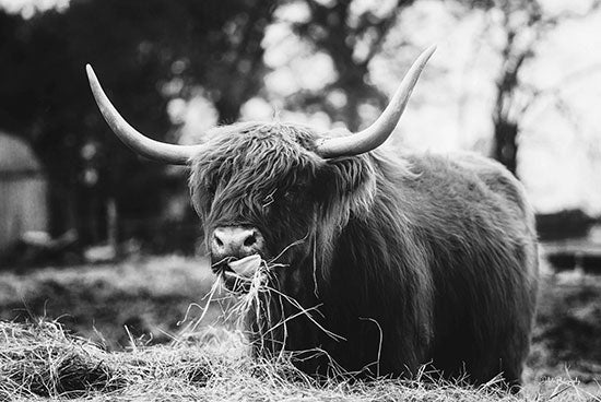 Dakota Diener DAK151 - DAK151 - Midday Meal - 18x12 Photography, Cow, Highland Cow, Farm Animal, Black & White from Penny Lane