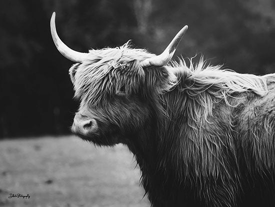 Dakota Diener DAK152 - DAK152 - Gillian - 16x12 Cow, Highland Cow, Farm Animal, Photography, Silhouette, Black & White from Penny Lane