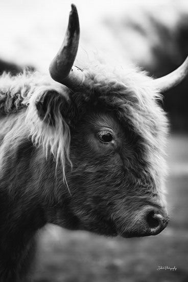 Dakota Diener DAK153 - DAK153 - Fiona - 12x18 Cow, Highland Cow, Farm Animal, Photography, Silhouette, Black & White from Penny Lane