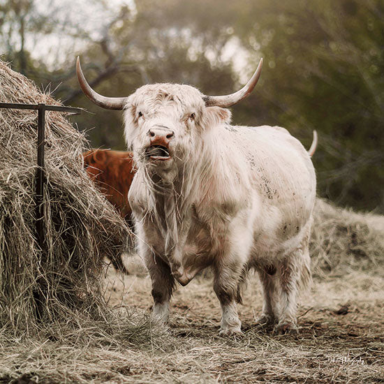 Dakota Diener DAK155 - DAK155 - Hugo - 12x12 Cows, White Cow, Straw, Grazing, Farm Animal, Photography  from Penny Lane