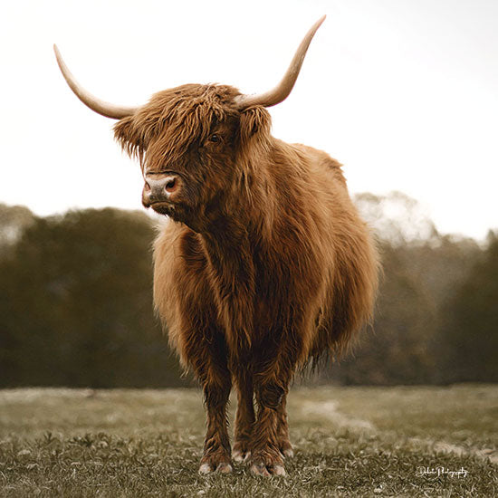 Dakota Diener DAK156 - DAK156 - Carlin - 12x12 Photography, Cow, Highland Cow, Landscape, Farm, Farm Animal from Penny Lane