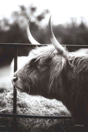 Dakota Diener DAK157 - DAK157 - Between the Lines - 12x18 Photography, Cow, Highland Cow, Farm, Farm Animal, Black & White from Penny Lane