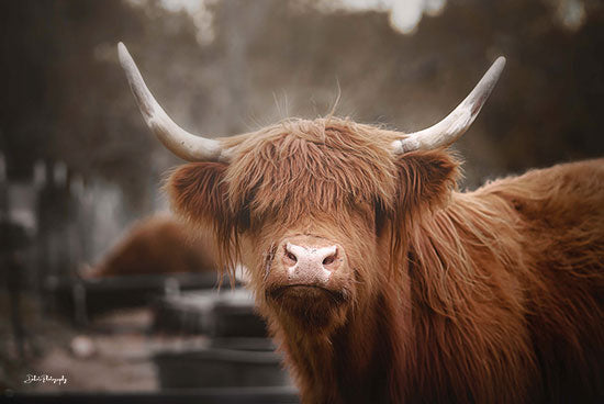 Dakota Diener DAK159 - DAK159 - Great Hair Day - 18x12 Photography, Cow, Highland Cow, Close Up, Farm, Farm Animal from Penny Lane