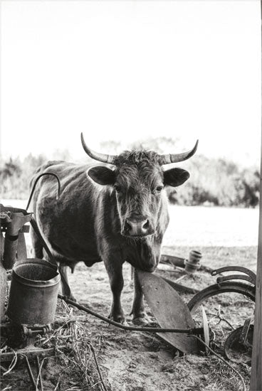 Dakota Diener DAK180 - DAK180 - Henry - 12x18 Cow, Photography, Farm Animal, Farm Equipment, Black & White, Fields from Penny Lane