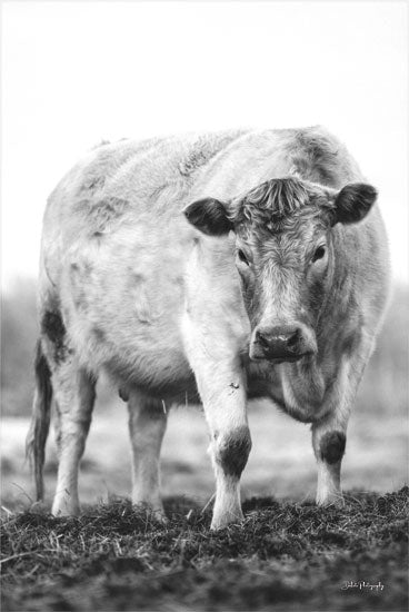 Dakota Diener DAK181 - DAK181 - Hank - 12x18 Cow, White Cow, Photography, Farm Animal, Farm, Black & White, Fields from Penny Lane