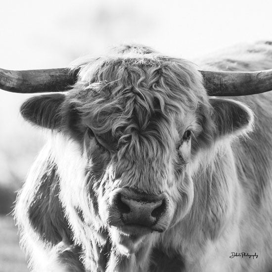 Dakota Diener DAK182 - DAK182 - Rip - 12x12 Cow, Highland Cow, Photography, Farm Animal, Farm, Black & White from Penny Lane