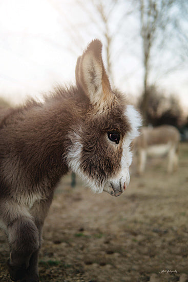 Dakota Diener DAK188 - DAK188 - Lil Abner - 12x18 Donkey, Baby Donkey, Foal, Photography, Sideview from Penny Lane