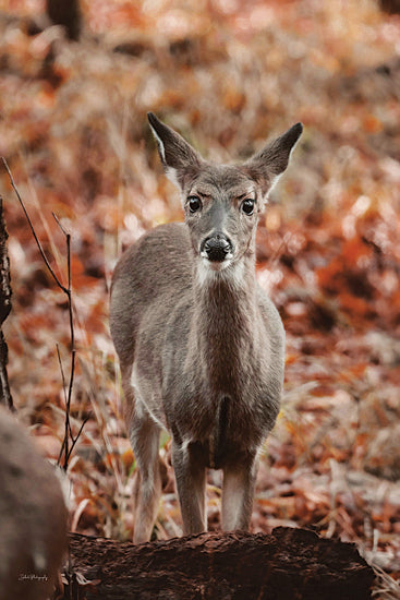 Dakota Diener DAK208 - DAK208 - Autumn Deer I - 12x18 Photography, Deer, Fall, Autumn, Leaves, Landscape, Wildlife from Penny Lane