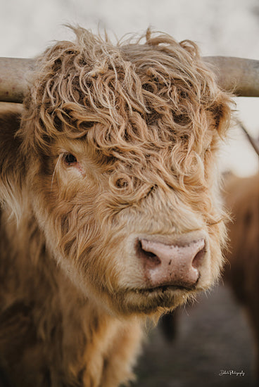Dakota Diener DAK255 - DAK255 - Handsome Bull - 12x18 Cow, Highland Bull, Farm Animal, Photography, Portrait from Penny Lane