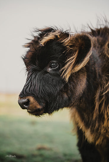 Dakota Diener DAK256 - DAK256 - Onyx - 12x18 Photography, Cow, Sideview, Black from Penny Lane