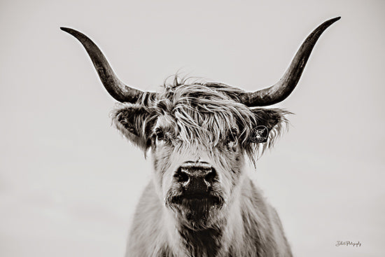 Dakota Diener DAK277 - DAK277 - Greyson   - 18x12 Photography, Cow, Highland Cow, Black & White from Penny Lane